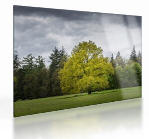 Staklena slika zelenog stabla usred polja (70x50 cm)