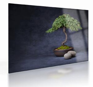 Staklena slika - Bonsai (70x50 cm)
