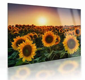 Staklena slika - Suncokret (70x50 cm)
