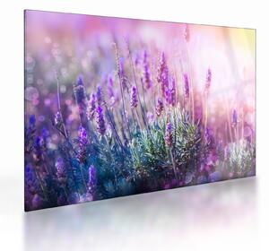 Staklena slika - Lavanda u sjaju sunca (70x50 cm)