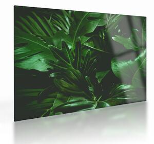 Staklena slika - Lišće palme (70x50 cm)
