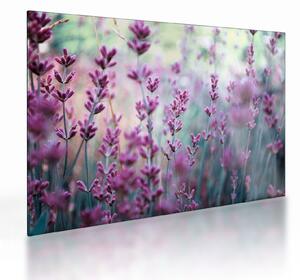 Staklena slika - Lavanda (70x50 cm)