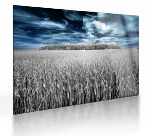 Staklena slika polja (70x50 cm)