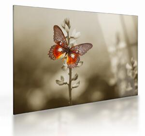 Staklena slika leptira (70x50 cm)