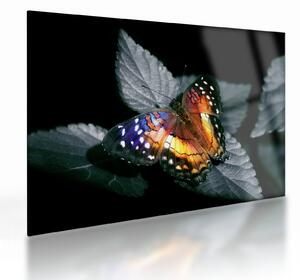 Staklena slika leptira (70x50 cm)
