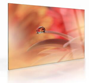 Staklena slika cvjetne kapi rose (70x50 cm)