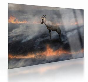 Staklena slika divokoze u plamenu (70x50 cm)