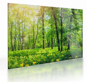 Staklena slika - Proljetna listopadna šuma (70x50 cm)