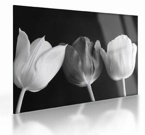 Staklena slika - Crno-bijeli cvjetovi tulipana (70x50 cm)