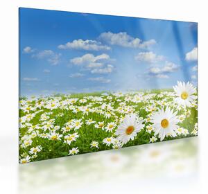 Staklena slika procvjetale livade s tratinčicama (70x50 cm)