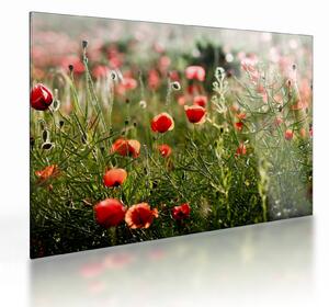 Staklena slika procvalih makova (70x50 cm)