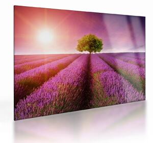 Staklena slika polja s lavandom (70x50 cm)