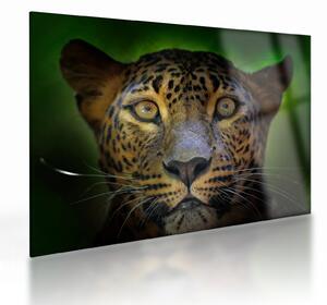 Staklena slika - Portret leoparda, Šri Lanka (70x50 cm)