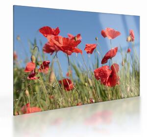 Staklena slika - makovi (70x50 cm)