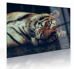 Staklena slika - Sibirski tigar (70x50 cm)