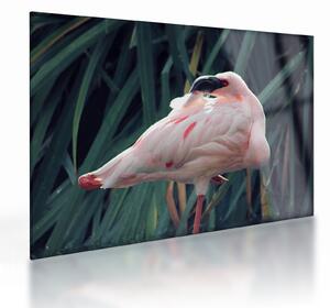 Staklena slika - Flamingo (70x50 cm)