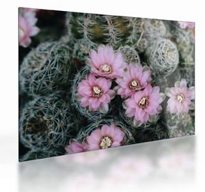 Staklena slika cvijeta kaktusa (70x50 cm)