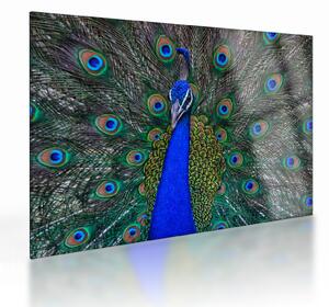 Staklena slika - Paun (70x50 cm)