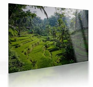 Staklena slika rižinih terasa Tegalalang, Bali (70x50 cm)