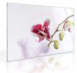 Staklena slika cvijeta orhideje (70x50 cm)