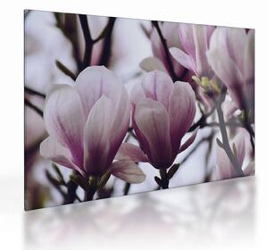 Staklena slika - Magnolija (70x50 cm)