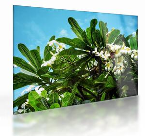 Staklena slika - Plumerija (70x50 cm)