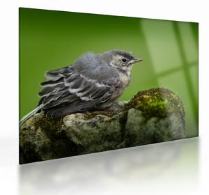 Staklena slika - Ptica (70x50 cm)