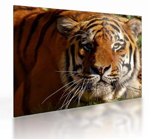 Staklena slika tigra (70x50 cm)