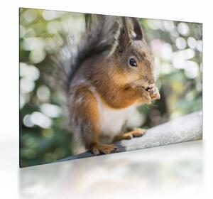 Staklena slika vjeverice (70x50 cm)