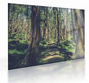 Staklena slika staze između drveća (70x50 cm)