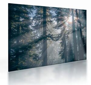 Staklena slika drveća sa sunčevim zracima (70x50 cm)