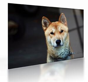 Staklena slika psa (70x50 cm)