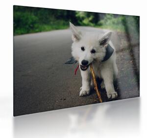 Staklena slika bijelog psa (70x50 cm)