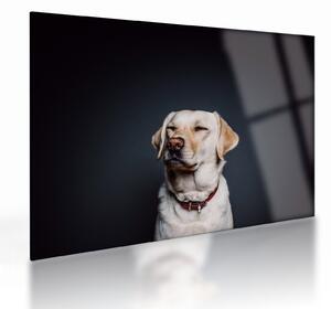 Staklena slika labradora (70x50 cm)