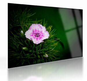 Staklena slika ružičastog cvijeta (70x50 cm)