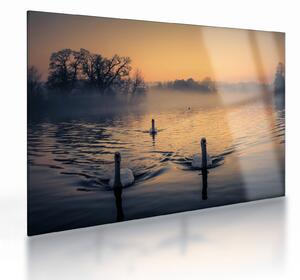 Staklena slika labudova na vodi u magli (70x50 cm)