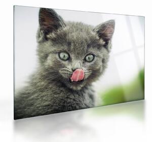 Staklena slika mačića koji se liže (70x50 cm)