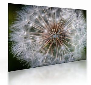 Staklena slika maslačka (70x50 cm)