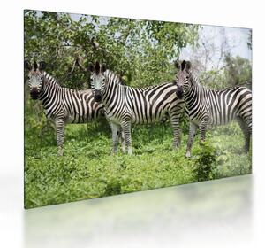 Staklena slika sa zebrama (70x50 cm)