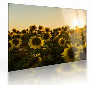 Staklena slika polja suncokreta (70x50 cm)