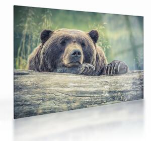 Staklena slika medvjeda (70x50 cm)