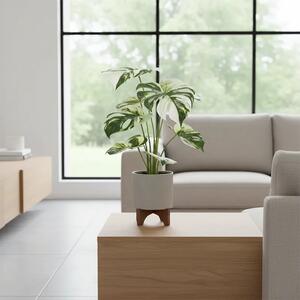 Grm monstere 40cm u tegli - 31 - 50 cm
