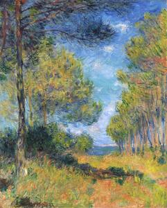 Reprodukcija Allée de sapins à Varengeville, Claude Monet