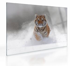 Staklena slika tigra koji trči u snijegu (70x50 cm)