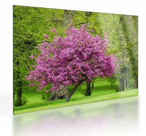 Staklena slika cvjetajućeg stabla na livadi (70x50 cm)