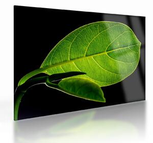Staklena slika - zeleni list (70x50 cm)