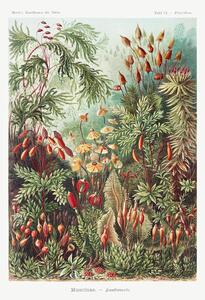 Reprodukcija Muscinae–Laubmoose (1904), Ernst Haeckel