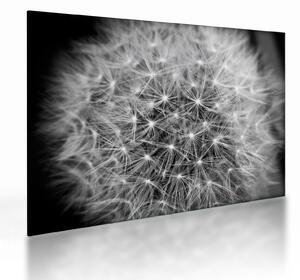 Staklena slika sivog maslačka (70x50 cm)