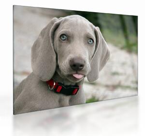 Staklena slika - štene Weimaranera (70x50 cm)