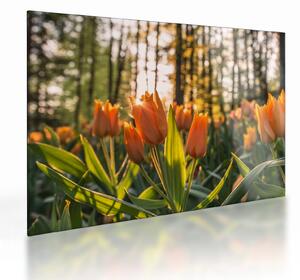 Staklena slika - narančasti tulipani (70x50 cm)